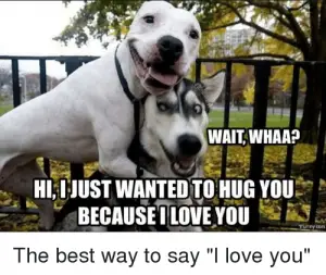 75 Funny I Love You Memes For Him And Her Ilove Messages